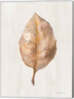 Framed Fallen Leaf II Texture