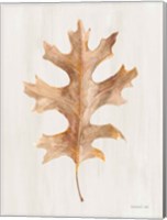 Framed Fallen Leaf I Texture
