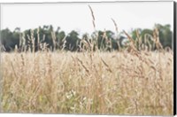 Framed Summer Field II