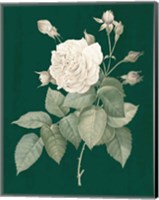 Framed White Roses on Green I