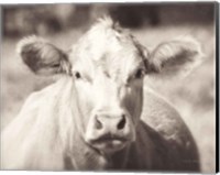 Framed Pasture Cow Neutral