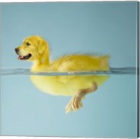 Framed Dog Duck
