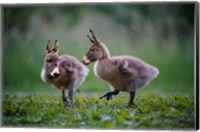 Framed Donkey Ducklings