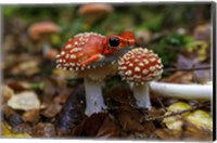 Framed Frogshroom