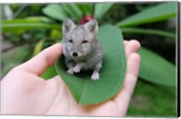 Framed Artic Foxmouse