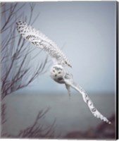 Framed Snowy Owl In Flight