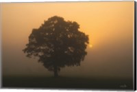 Framed Solitary Oak