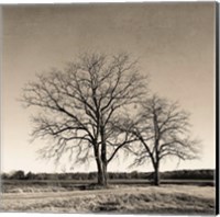 Framed Tree No. 57