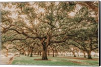 Framed Low Country Oaks II