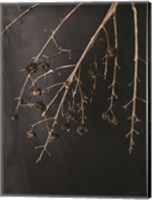 Framed Branches in Noir II