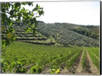 Framed Tuscan Hills