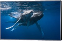 Framed Humpback Whale