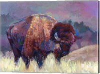 Framed Buffalo Roam