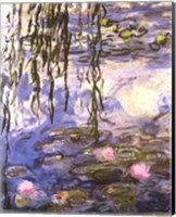 Framed Waterlilies (pink flowers)