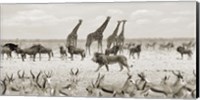 Framed Sovereign Passing By (Masai Mara, BW)