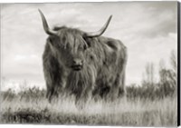 Framed Scottish Highland Cattle (BW)