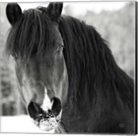 Framed Winter Horse II