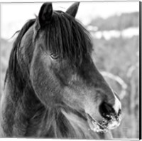 Framed Winter Horse I