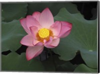 Framed Pink Lotus In Bloom