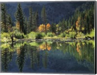 Framed Autumn Colors Of Aspen Trees Reflecting In A Beaver Pond