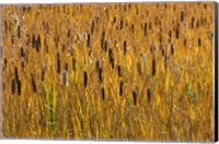 Framed Cattails In Field