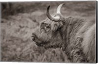 Framed Highland Cow on Watch