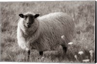 Framed Sepia Sheep