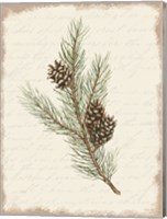 Framed Pine Cone Botanical II