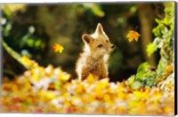 Framed Falling Leaves Fox