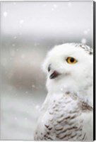 Framed Snowy Owl in the Snow