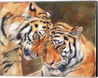 Framed Tiger Love