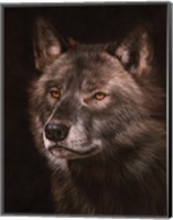 Framed Black Wolf