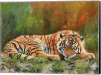 Framed Amur Tiger Laying Down