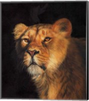 Framed Study Of A Lioness