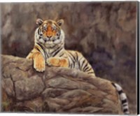Framed Amur Tiger On The Rocks