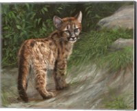 Framed Cougar Cub