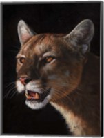 Framed Cougar