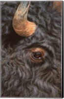 Framed Bison Close Up
