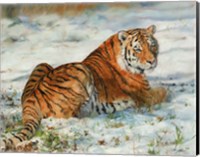 Framed Tiger In Snow