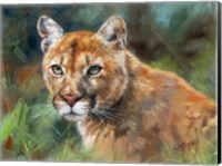 Framed California Cougar