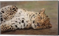 Framed Resting Leopard