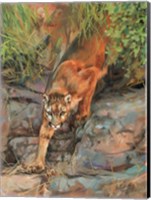 Framed Mountain Lion 2