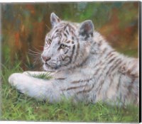 Framed White Tiger Cub