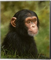 Framed Chimp