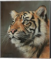 Framed Young Sumatran Tiger Portrait