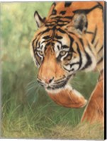 Framed Tiger 8