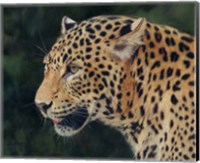 Framed Leopard Head Side