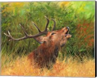Framed Red Deer In Field