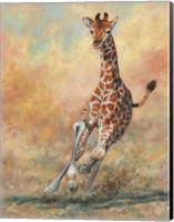 Framed Young Giraffe Running