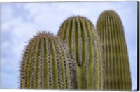 Framed Cactus